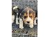 PoulaTo: Κουτάβια Beagle Tricolor..